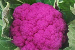 花椰菜品種