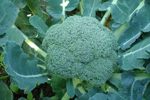 青花菜品種