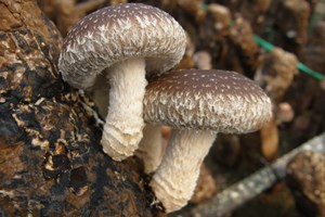 食用菌菇類(lèi)品種
